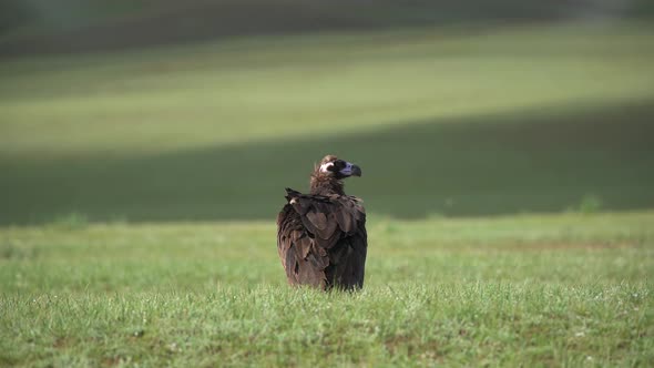 A Free Wild Cinereous Vulture Bird in Natural Habitat of Green Meadow alt