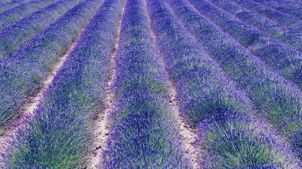 Lavender Fields in La Provence Near Valensole France