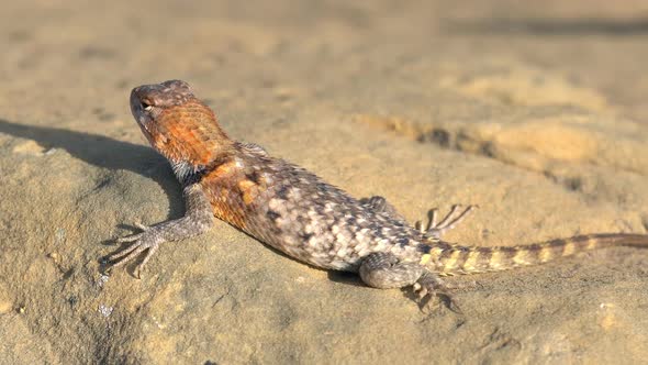 Desert Spiny lizard sun bathing on rock and running away alt