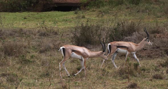 Grant's Gazelle, gazella granti, Group at Nairobi Park in Kenya, Real Time 4K alt