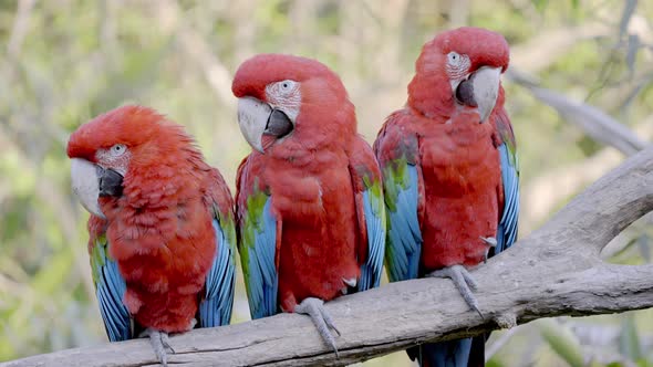 Three Red-and-Green Macaws sitting together peacefully on branch alt