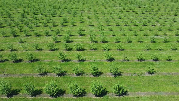 Apple Orchard View From a Height Trees Planted in Straight Rows