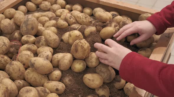 Girl Farmer Lays Out Fresh Potatoes on Counter