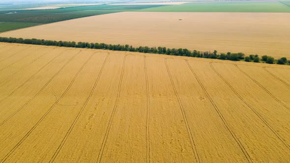 Aerial  Landscape View of Yellow Cultivated Agricultural Fields with Growing Wheat Crops alt