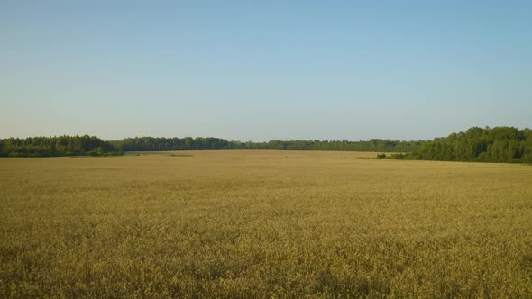 Flight Above the Ripe Golden Wheat Field at Sunset. Wheat Field alt