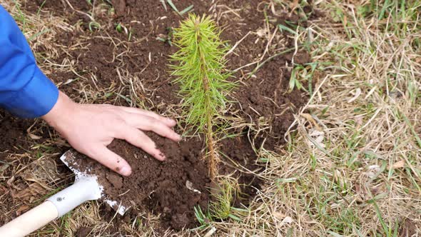 Unrecognizable Man with a Shovel Buries a Hole for a Pine Tree with Soil alt
