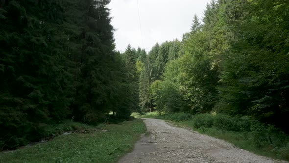 View of Forest Road in the Mountains with Green Trees alt