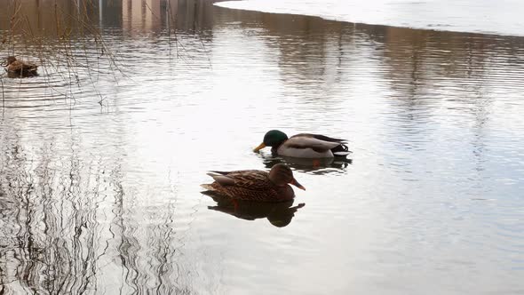 Ducks Swim on Lake Close Up 
