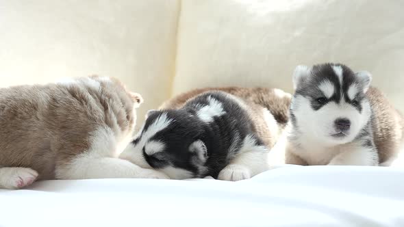 Cute Siberian Husky Puppies Lying On White Bed Under Sunlight alt