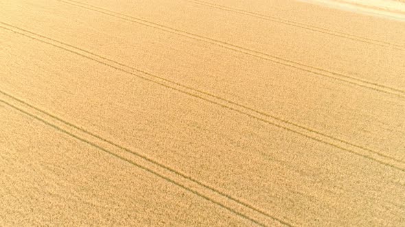 Fly over the ripened golden agriculture wheat field at sunset