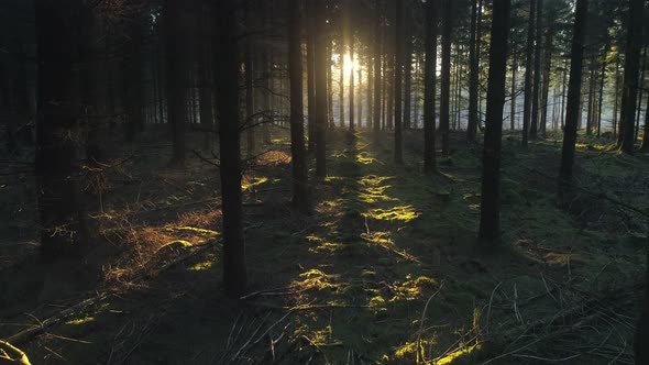 Drone Shot Flying Up in Forest at Sunrise