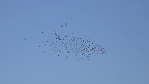 Crowd flocks of Birds Migrate by Rising and Turning With Thermal Air Currents in Blue Sky alt