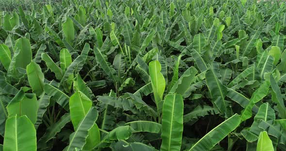 Aerial footage of drone flying over banana trees growing at field alt