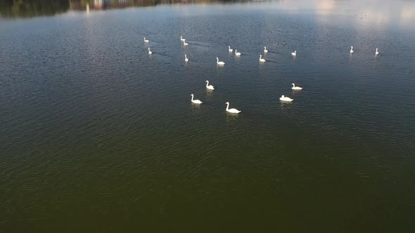 Flight Over Swan Lake alt