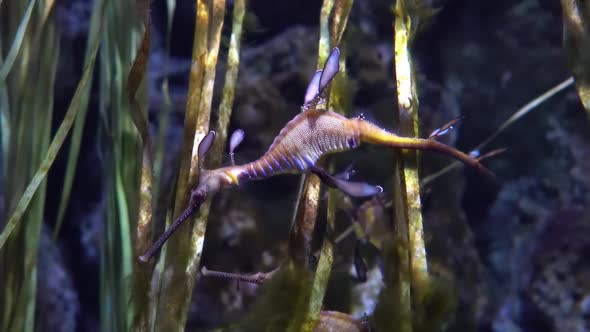 Common Seadragon or Weedy Seadragon is a Marine Fish Related to the Seahorse alt