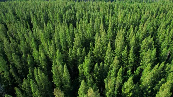 Beautiful tropical pine forest. 4K alt