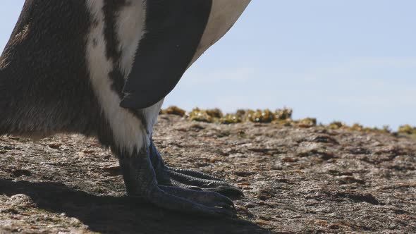 African penguin standing on rock and scratching itself with the beak alt