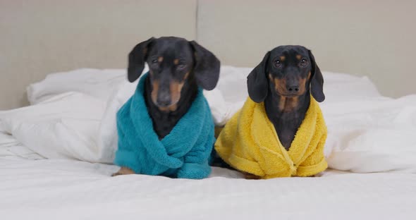 Two Funny Dachshund in Terry Robes are Sitting on Bed Under Warm Blanket alt