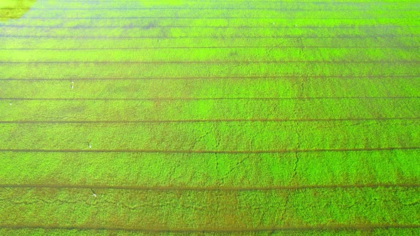4K Aerial Wide view of Beautiful green rice sapling fields in the rural of Thailand alt