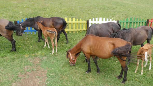 Footage of a herd of horses eating grass on a field near a colorful fence