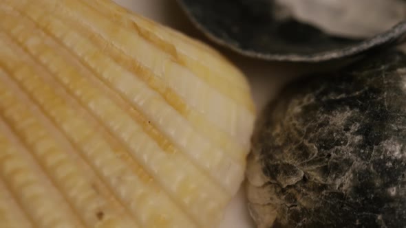 Rotating stock footage shot of sea shells - SEA SHELLS 007 alt