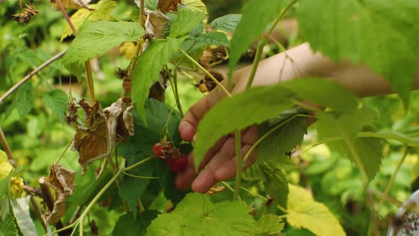 Closeup the Girl's Hand Plucks a Ripe Raspberry From a Bush and Puts It in a Plate alt