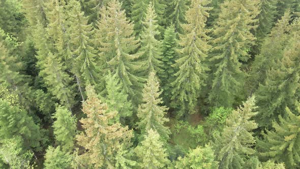 Ukraine, Carpathians: Forest Landscape. Aerial View. alt
