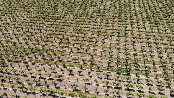 Los Alomos Vineyards and Farm Drone Ariel