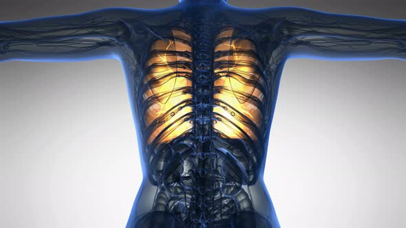 Human Body with Visible Lungs alt