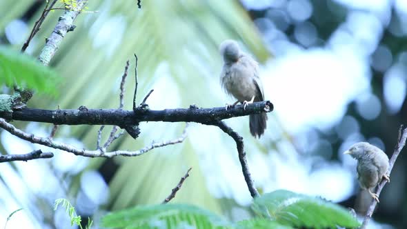 Birds make love in Sri Lanka