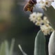 Bee Flower Fly Dof Slow Motion - VideoHive Item for Sale