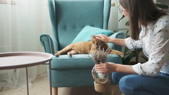 Woman Decoration Home Interior with Vase Lavender and Strokes Ginger Cat Lying on Armchair at Home alt