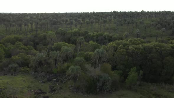 Aerial over Palm Grove, Argentina. Palm trees, savanna, nature, wildlife. Dreamy landscape. Flying f alt