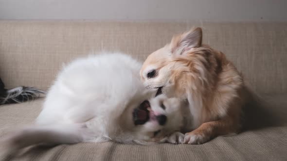 Chihuahua and pomeranian cute dogs playing bite together