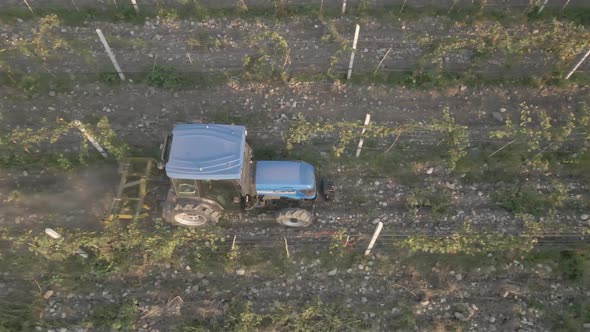 Aerial view farmer on tractor mowing weeds between rows of grapevines in vineyard landscape alt
