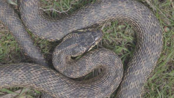 Big Blotched Snake in the Grass Latin Name Elaphe Sauromates alt