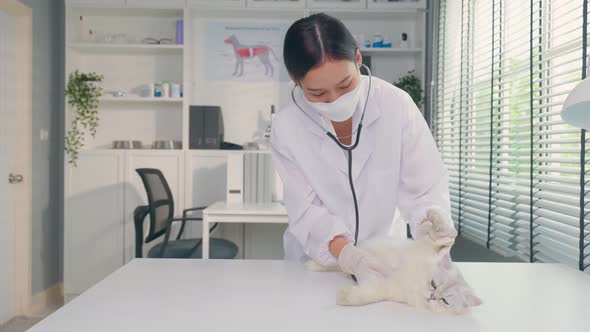 Asian veterinarian examine cat during appointment in veterinary clinic. alt