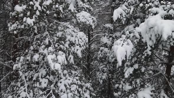 New Year's Winter Forest is Mysteriously Covered with Snow Aerial View alt