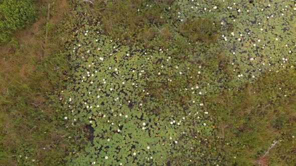  White Water Lilies In A Green Marsh, Bird View