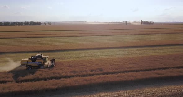The Harvester Is Working On A Field Of Rapeseed, Aerial View Of The Drone, Bright Sun