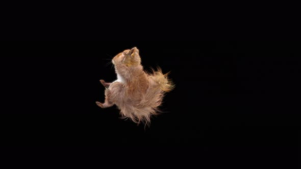 Squirrel Dancing 4K alt