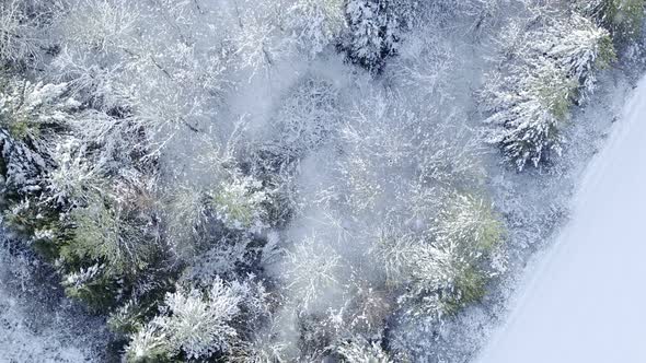 Snowy forest