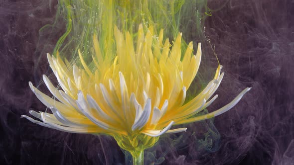 Living White Chrysanthemum Flower in Streams of Watersoluble Paint alt