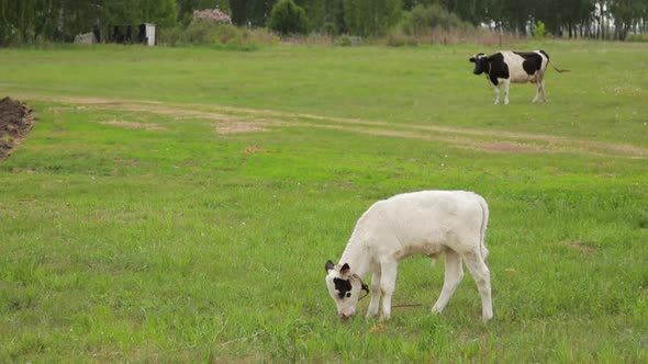 White Calf and Cow Eating Grass on a Green Meadow
