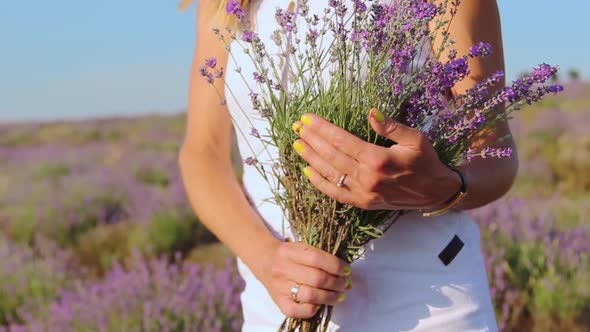 Closeup of Woman Hands Holds a Bouquet of Lavender