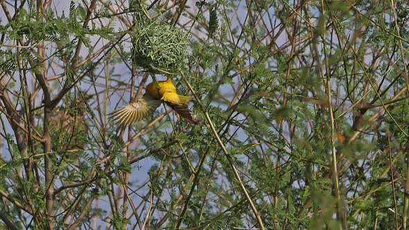 Northern Masked Weaver, ploceus taeniopterus, Male standing on Nest, in flight, Flapping wings alt