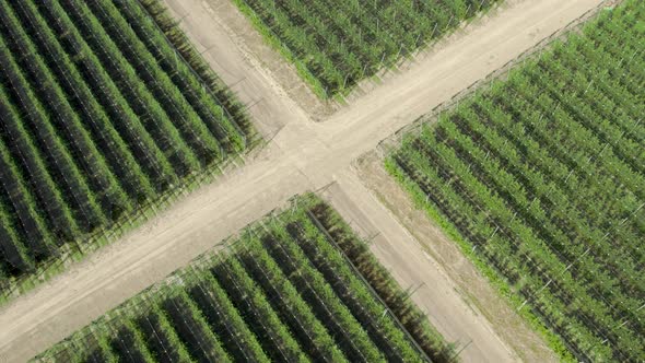 Bird eye view of well shaped plant field