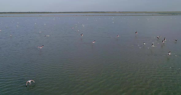 Aerial Panning of Flamingos Flying Over a Salt Lake in Albania alt
