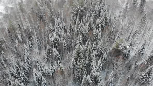 Taiga Forest Under Snow