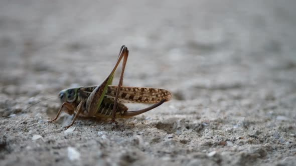 A Small Grasshopper Moving Its Goose on a Gray Ground Background